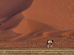 Tapeta National Geographic 668.jpg